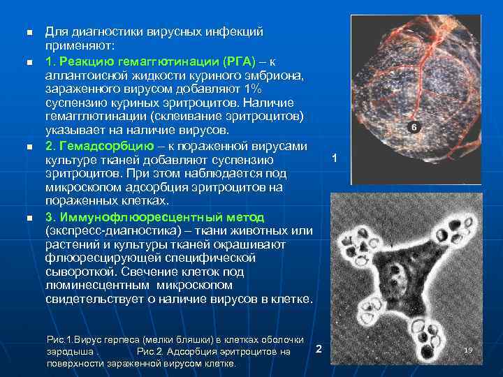 n n Для диагностики вирусных инфекций применяют: 1. Реакцию гемаггютинации (РГА) – к аллантоисной