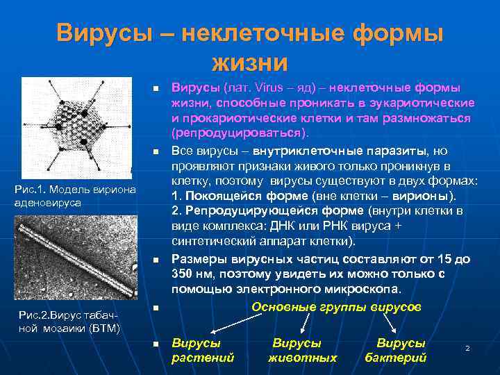 Вирусы – неклеточные формы жизни n n Рис. 1. Модель вириона аденовируса n Рис.