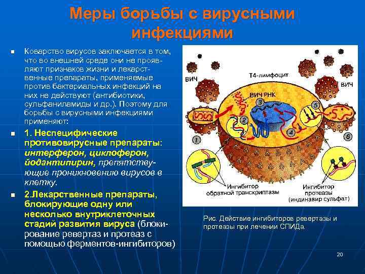 Меры борьбы с вирусными инфекциями n n n Коварство вирусов заключается в том, что