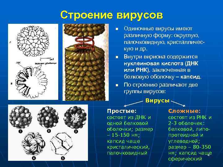 Строение вирусов n n n Одиночные вирусы имеют различную форму: округлую, палочковидную, кристаллическую и