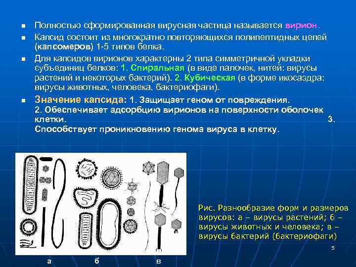 n n Полностью сформированная вирусная частица называется вирион. Капсид состоит из многократно повторяющихся полипептидных