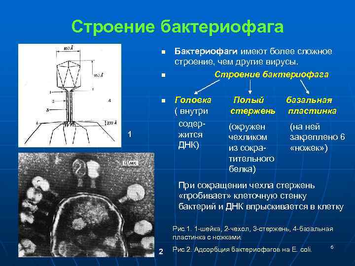 Строение бактериофага n n n 1 Бактериофаги имеют более сложное строение, чем другие вирусы.