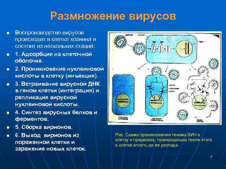 Размножение вирусов n n n n Воспроизводство вирусов происходит в клетке хозяина и состоит