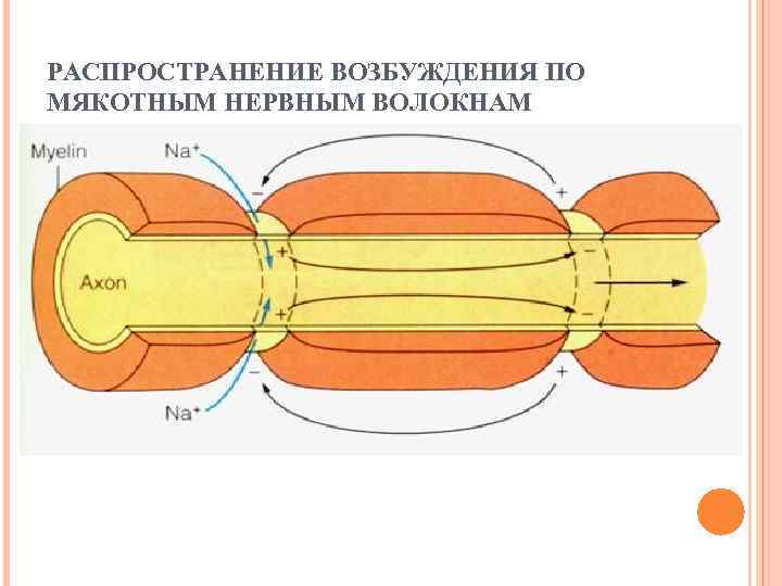 Возбуждение нервных волокон