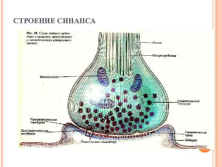 СТРОЕНИЕ СИНАПСА 