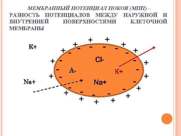 Графическое изображение потенциала покоя