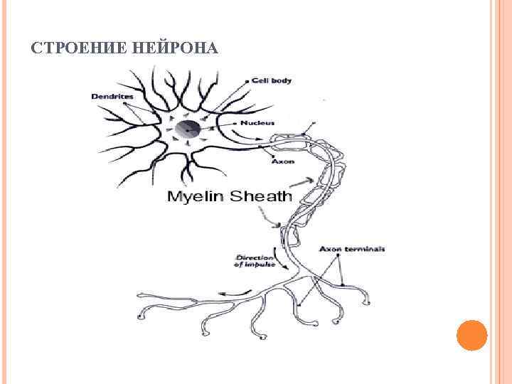 Схема строения нервной клетки