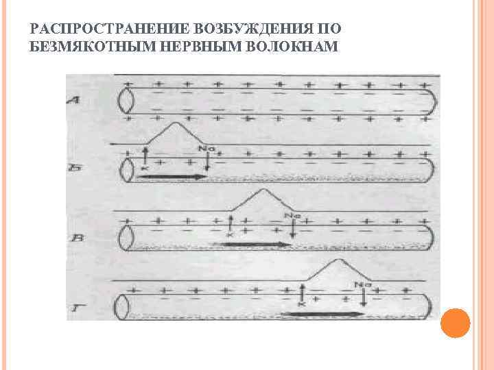 РАСПРОСТРАНЕНИЕ ВОЗБУЖДЕНИЯ ПО БЕЗМЯКОТНЫМ НЕРВНЫМ ВОЛОКНАМ 