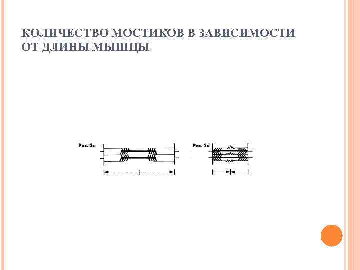 КОЛИЧЕСТВО МОСТИКОВ В ЗАВИСИМОСТИ ОТ ДЛИНЫ МЫШЦЫ 