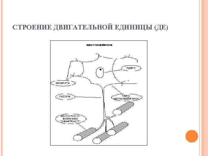 СТРОЕНИЕ ДВИГАТЕЛЬНОЙ ЕДИНИЦЫ (ДЕ) 