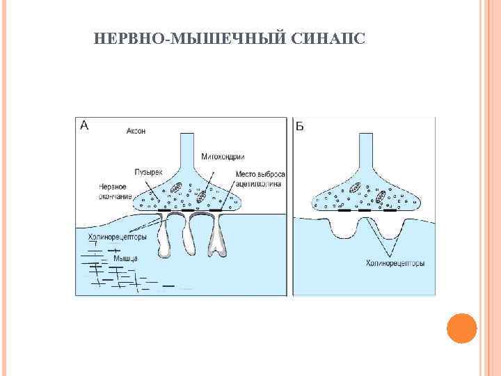 НЕРВНО-МЫШЕЧНЫЙ СИНАПС 