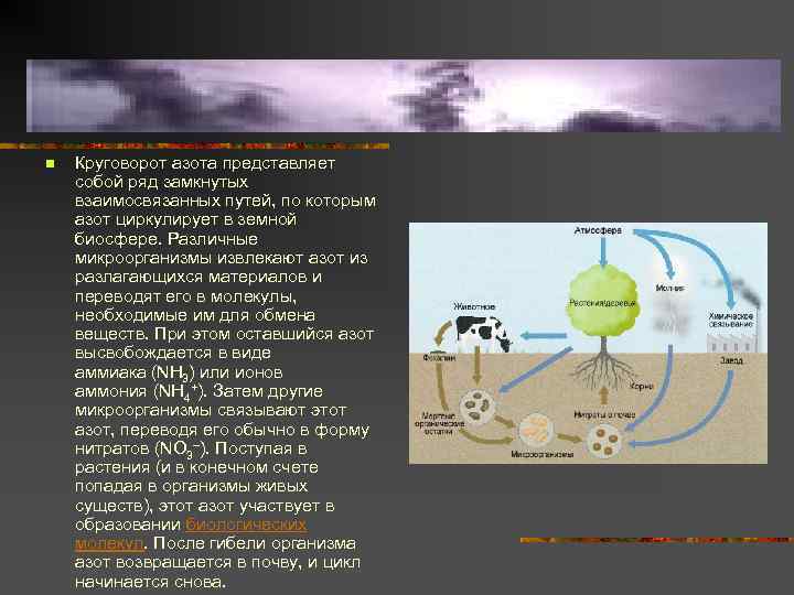 n Круговорот азота представляет собой ряд замкнутых взаимосвязанных путей, по которым азот циркулирует в