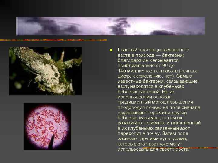 n Главный поставщик связанного азота в природе — бактерии: благодаря им связывается приблизительно от