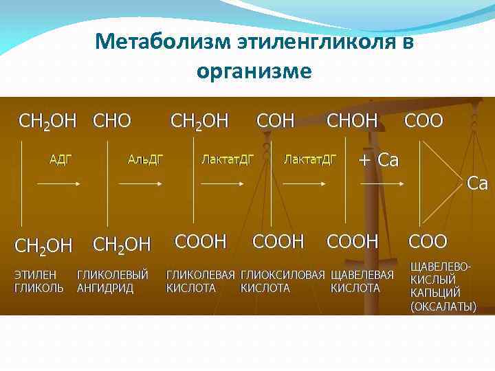 Метаболизм этиленгликоля в организме 