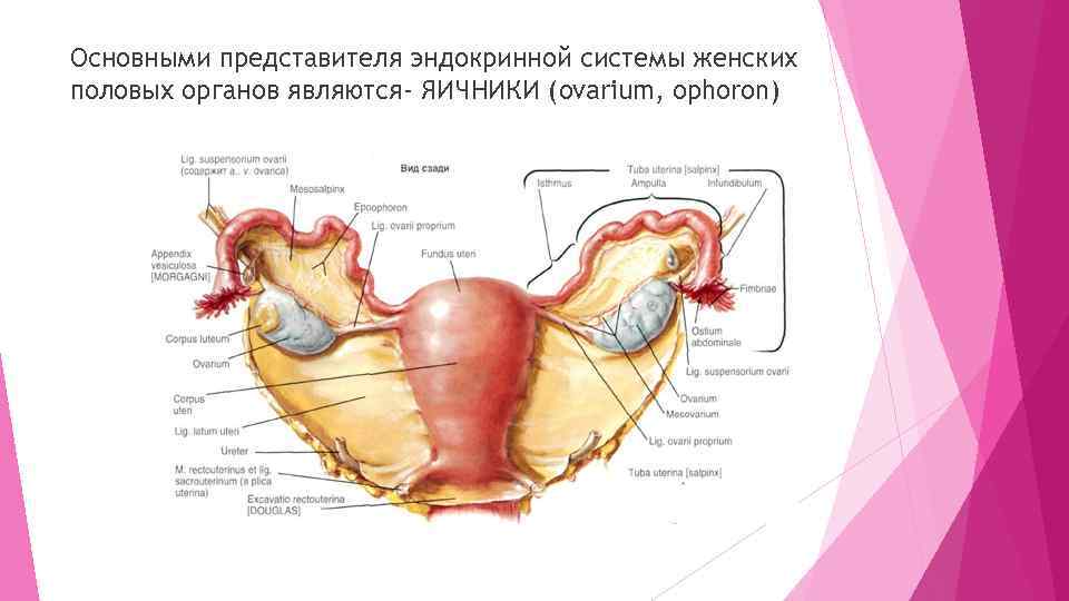 Основными представителя эндокринной системы женских половых органов являются- ЯИЧНИКИ (ovarium, ophoron) 