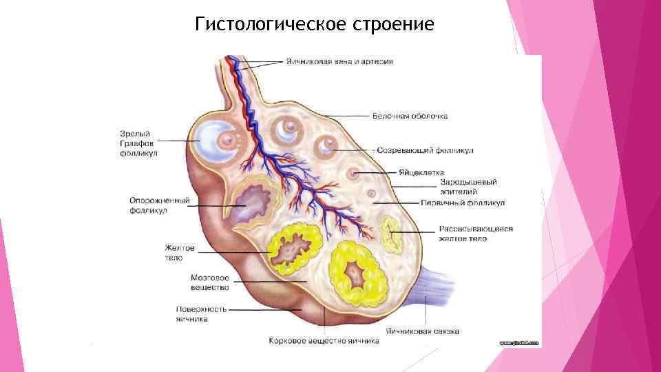 Гистологическое строение 