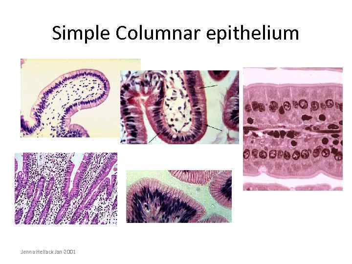 Simple Columnar epithelium Jenna Hellack Jan 2001 