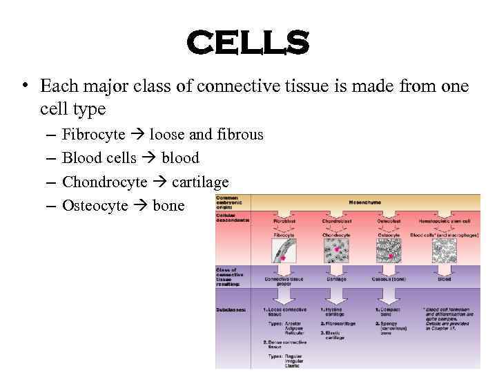 CELLS • Each major class of connective tissue is made from one cell type