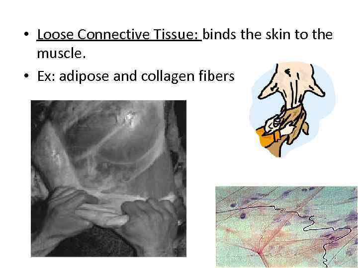  • Loose Connective Tissue: binds the skin to the muscle. • Ex: adipose