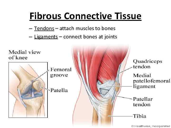 Fibrous Connective Tissue – Tendons – attach muscles to bones – Ligaments – connect