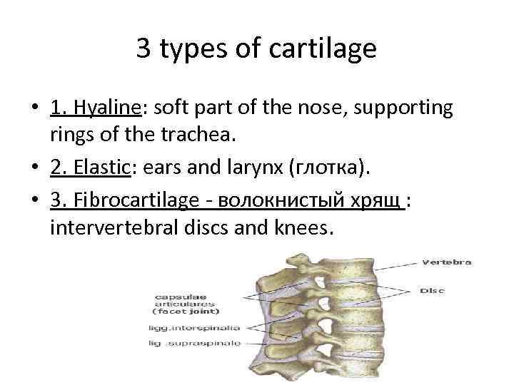 3 types of cartilage • 1. Hyaline: soft part of the nose, supporting rings
