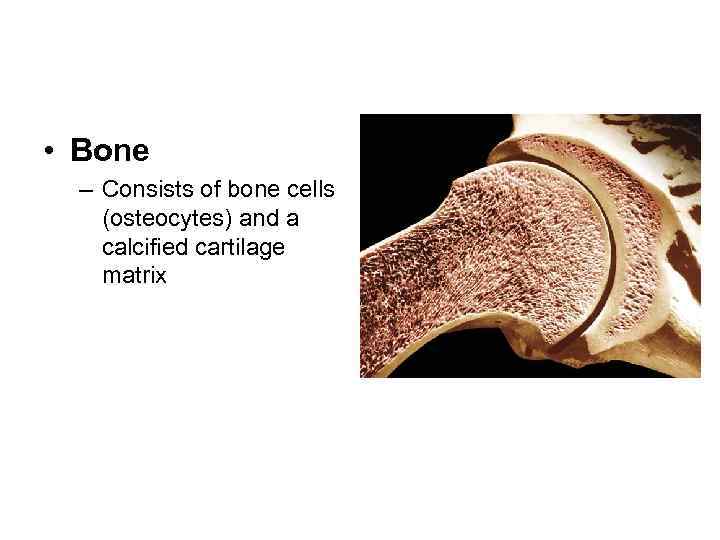  • Bone – Consists of bone cells (osteocytes) and a calcified cartilage matrix