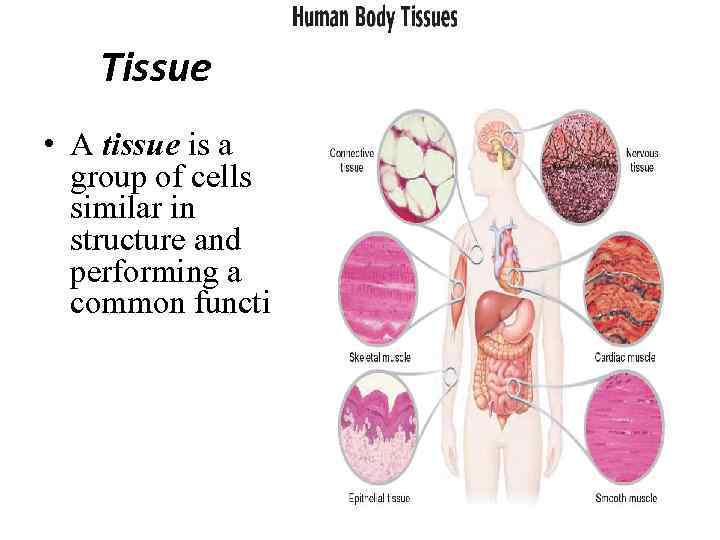 Tissue • A tissue is a group of cells similar in structure and performing