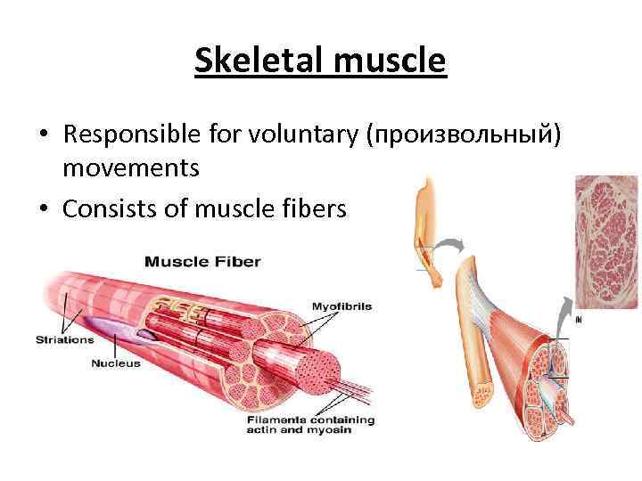 Skeletal muscle • Responsible for voluntary (произвольный) movements • Consists of muscle fibers 