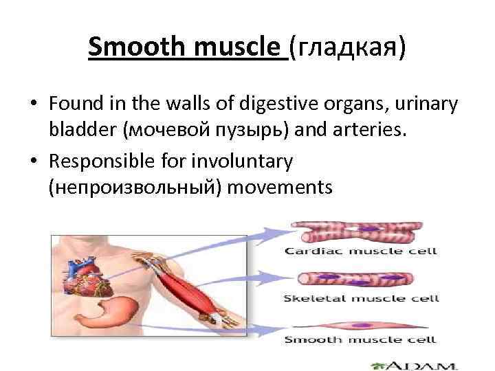 Smooth muscle (гладкая) • Found in the walls of digestive organs, urinary bladder (мочевой