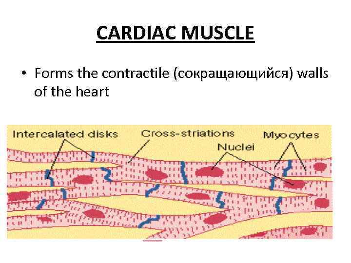CARDIAC MUSCLE • Forms the contractile (сокращающийся) walls of the heart 