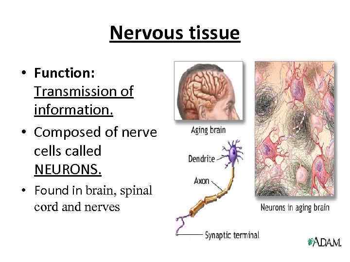 Nervous tissue • Function: Transmission of information. • Composed of nerve cells called NEURONS.