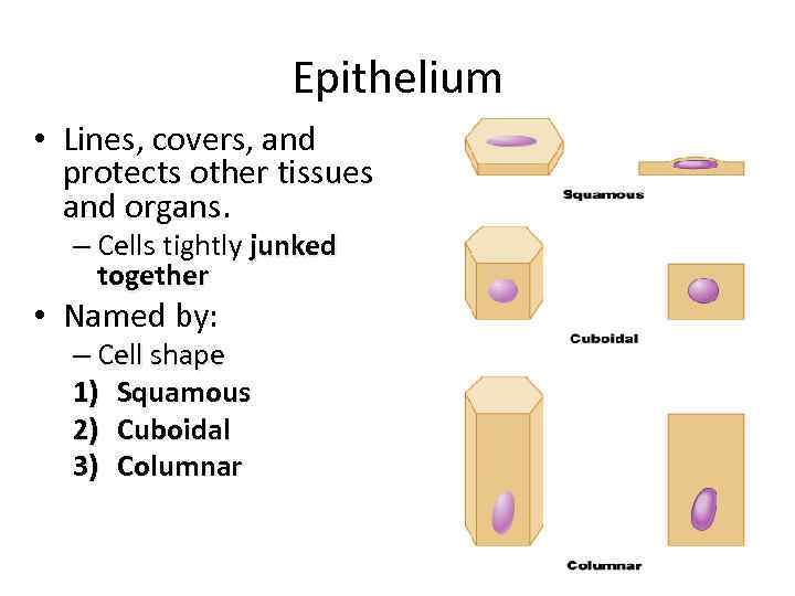 Epithelium • Lines, covers, and protects other tissues and organs. – Cells tightly junked