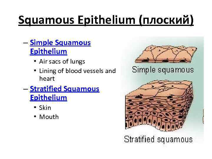 Squamous Epithelium (плоский) – Simple Squamous Epithelium • Air sacs of lungs • Lining