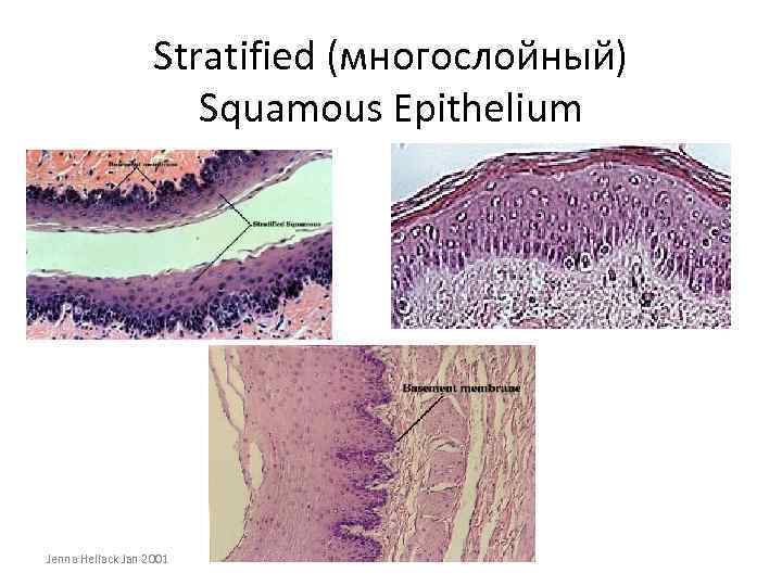 Stratified (многослойный) Squamous Epithelium Jenna Hellack Jan 2001 