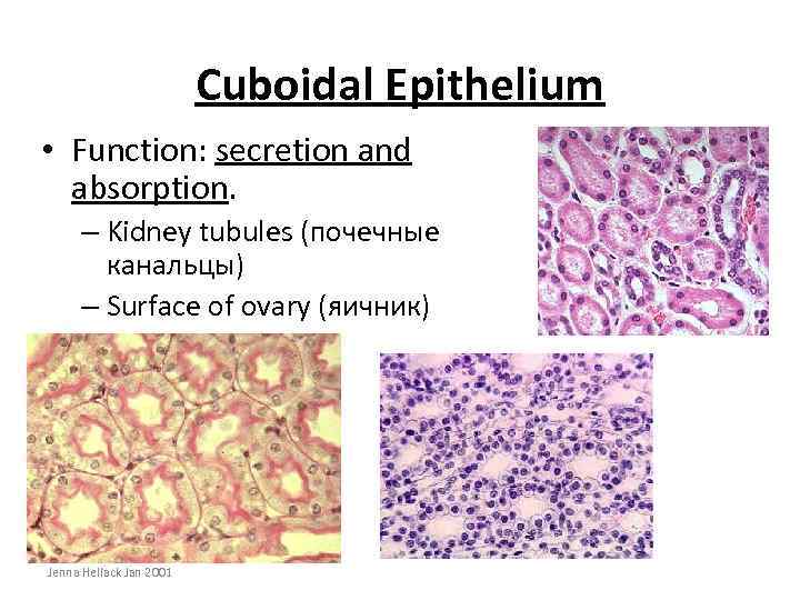 Cuboidal Epithelium • Function: secretion and absorption. – Kidney tubules (почечные канальцы) – Surface