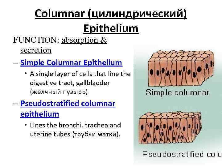 Columnar (цилиндрический) Epithelium FUNCTION: absorption & secretion – Simple Columnar Epithelium • A single