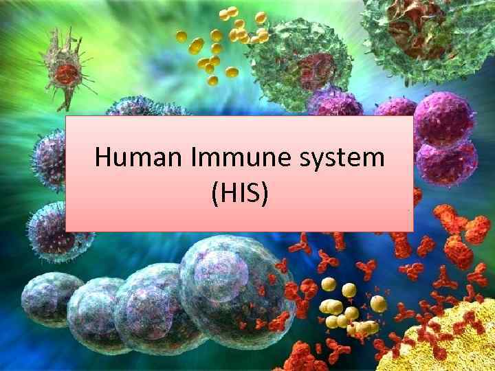 Human Immune system (HIS) 