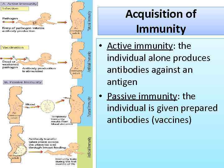 Acquisition of Immunity • Active immunity: the individual alone produces antibodies against an antigen