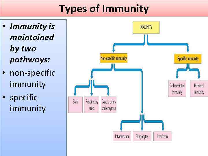 Types of Immunity • Immunity is maintained by two pathways: • non-specific immunity •