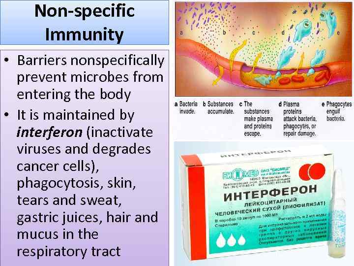 Non-specific Immunity • Barriers nonspecifically prevent microbes from entering the body • It is