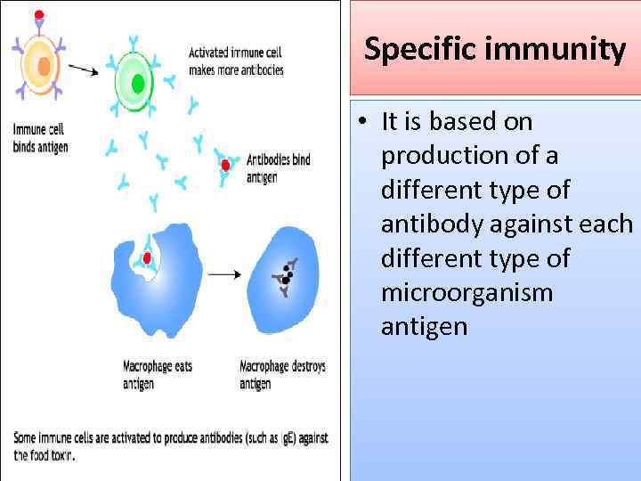 Specific immunity • It is based on production of a different type of antibody