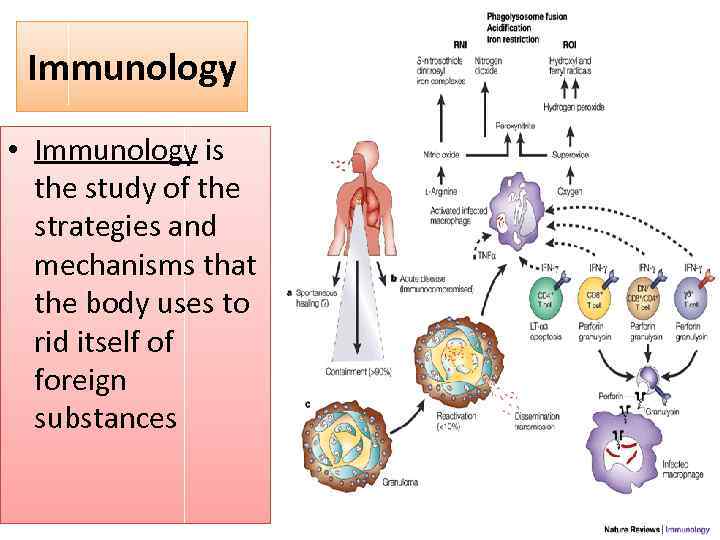 Immunology • Immunology is the study of the strategies and mechanisms that the body