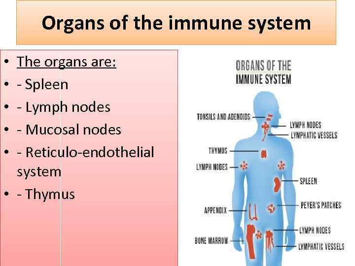 Organs of the immune system The organs are: - Spleen - Lymph nodes -