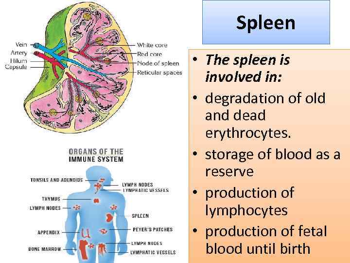 Spleen • The spleen is involved in: • degradation of old and dead erythrocytes.