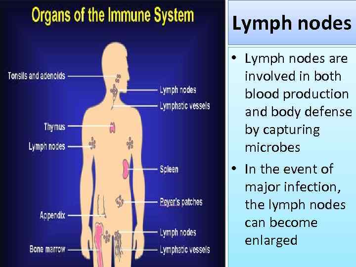 Lymph nodes • Lymph nodes are involved in both blood production and body defense