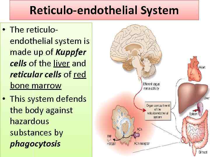 Reticulo-endothelial System • The reticuloendothelial system is made up of Kuppfer cells of the