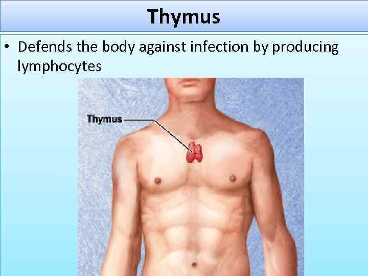 Thymus • Defends the body against infection by producing lymphocytes 