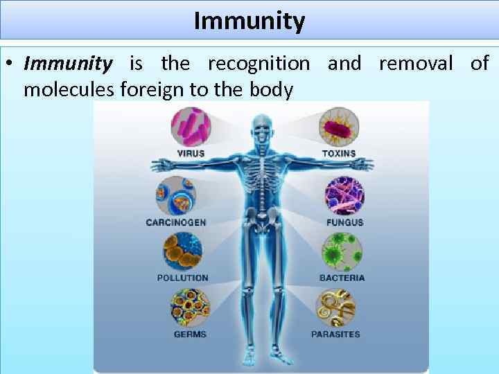 Immunity • Immunity is the recognition and removal of molecules foreign to the body