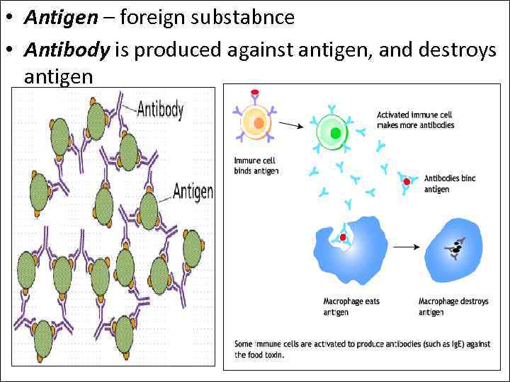  • Antigen – foreign substabnce • Antibody is produced against antigen, and destroys