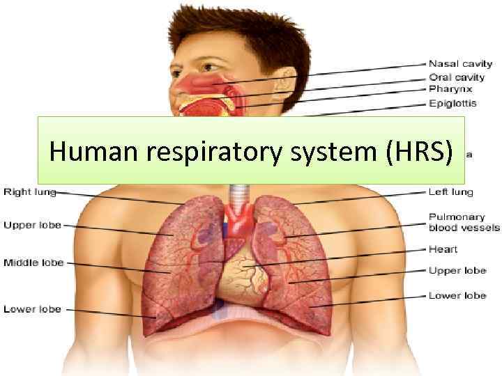 Human respiratory system (HRS) 